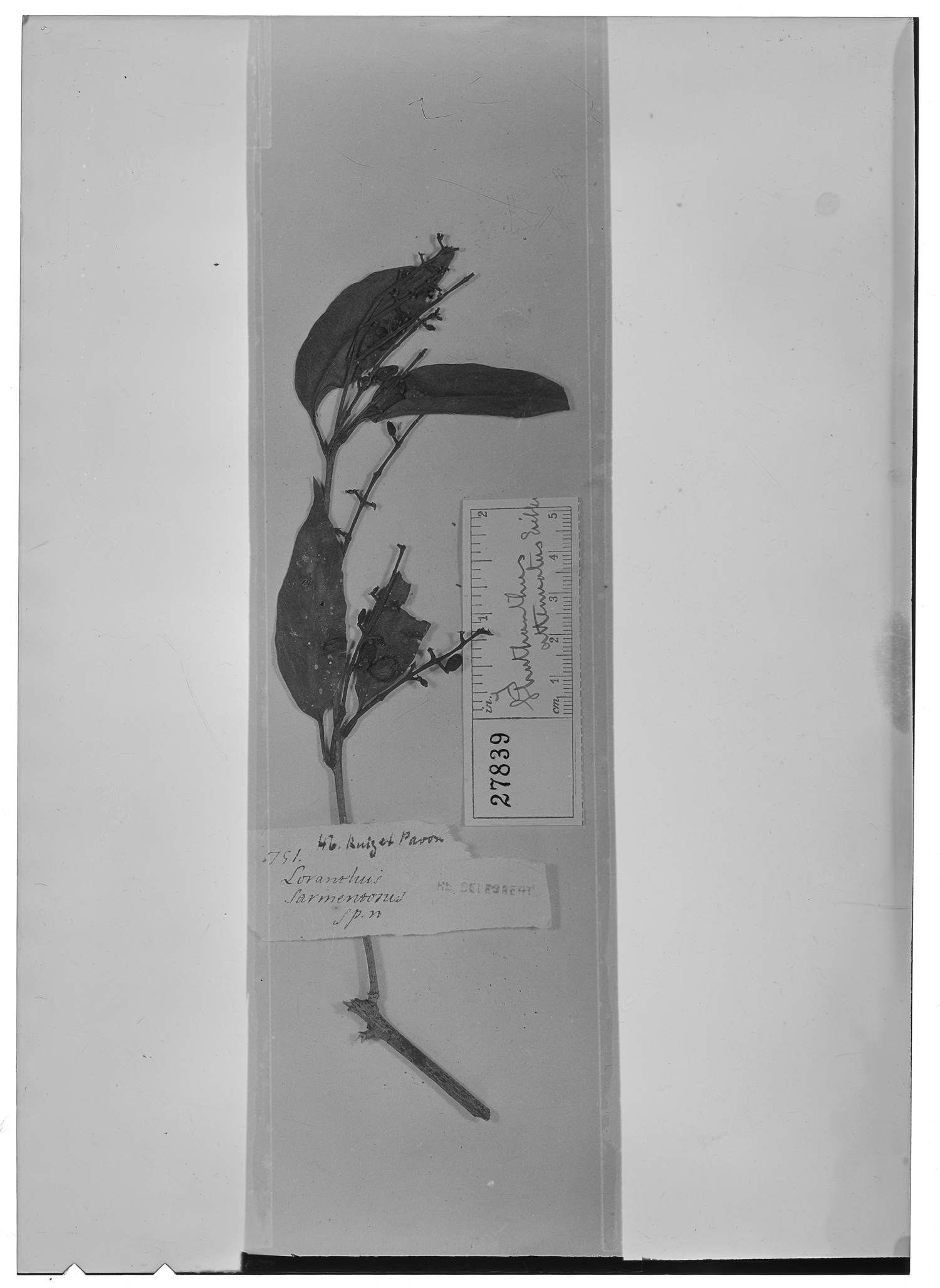 Loranthus sarmentosus image