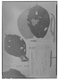 Pilea latifolia image