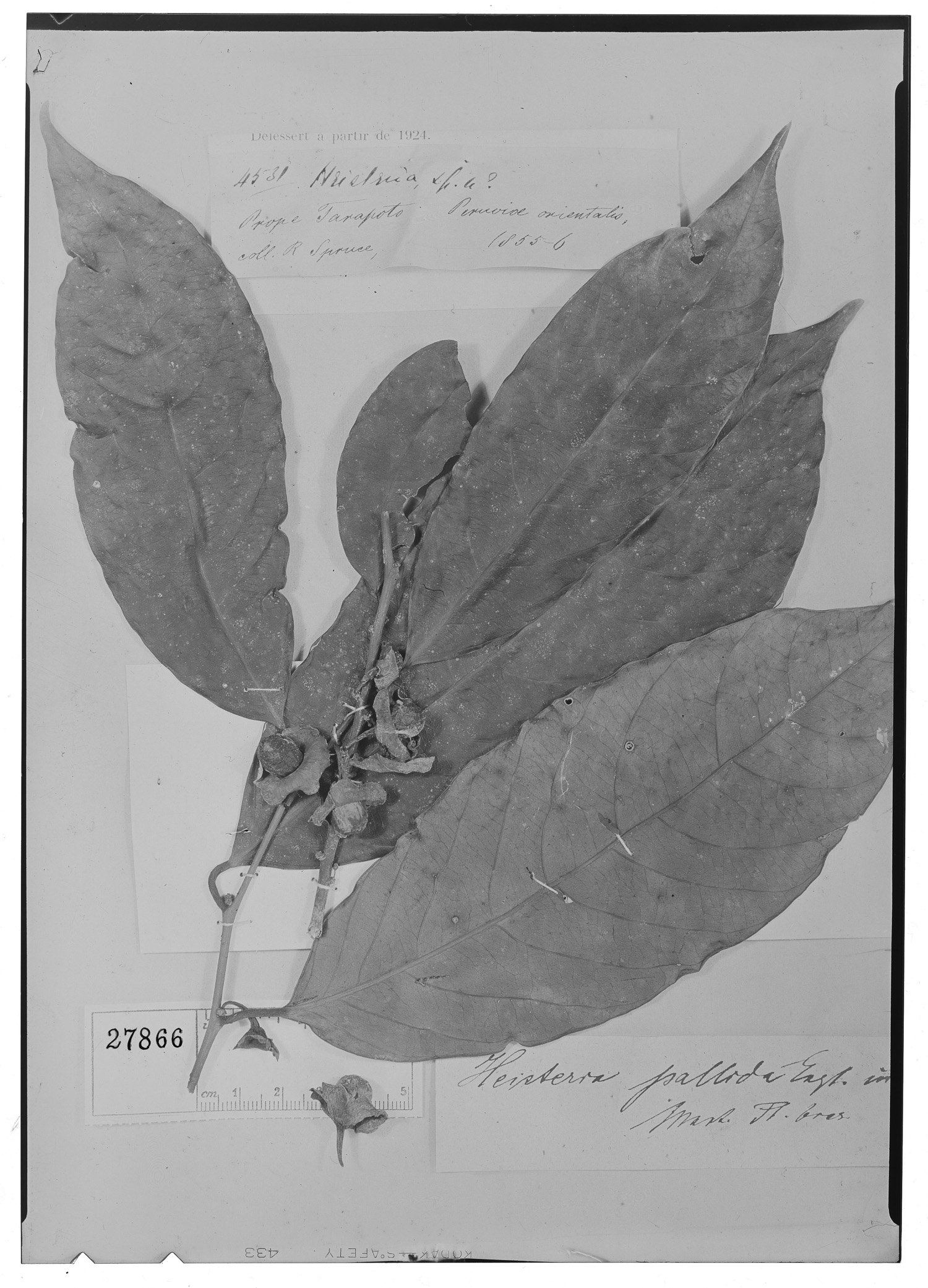 Heisteria pallida image