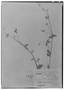 Gomphrena microcephala image