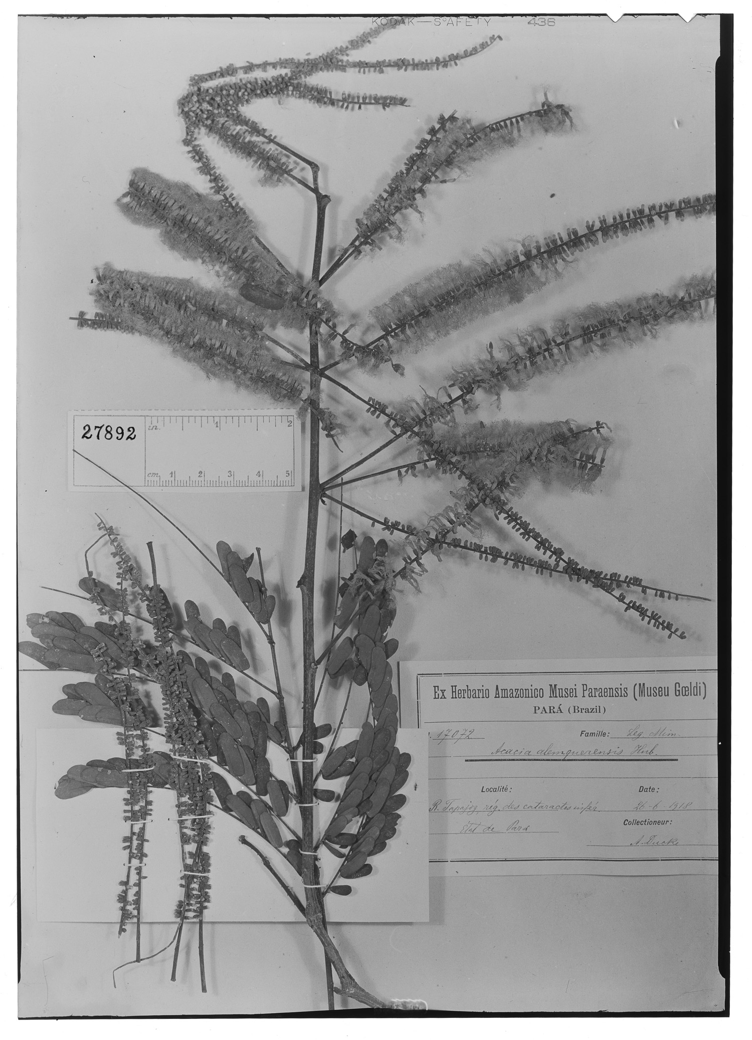 Acacia alemquerensis image