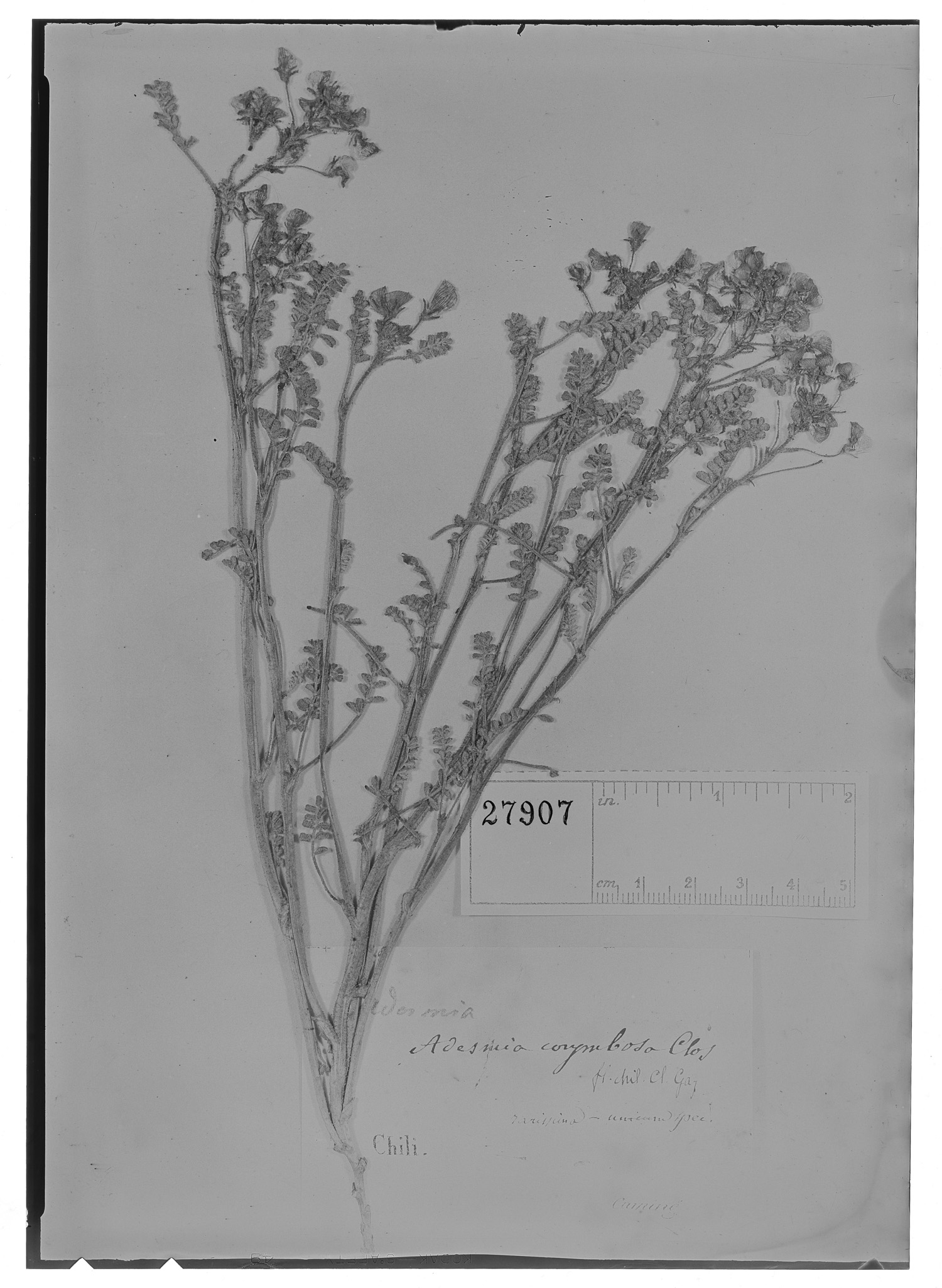 Adesmia corymbosa image