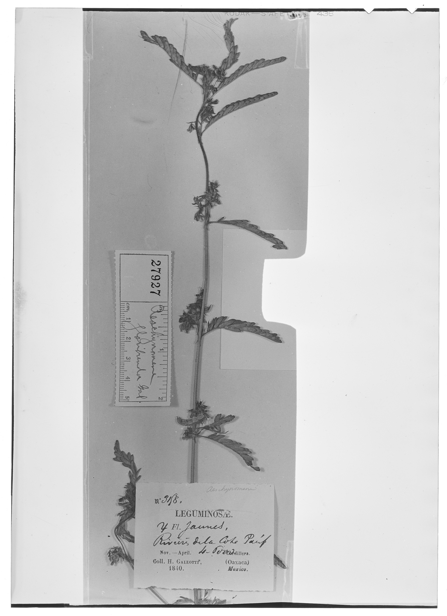 Aeschynomene villosa var. longifolia image