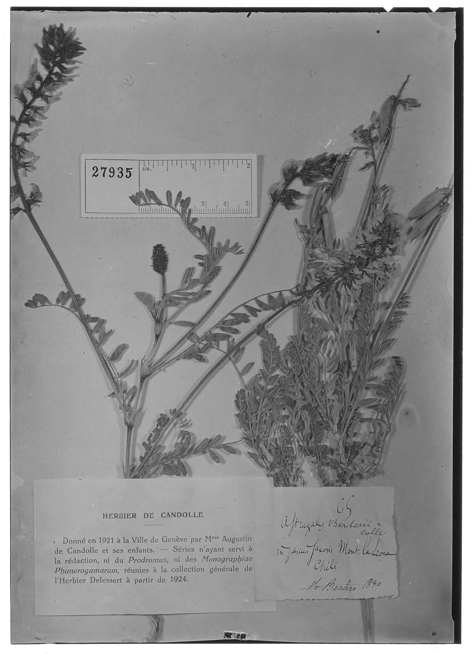 Astragalus berteroi image