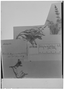 Astragalus bustillosii image