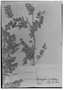 Astragalus garbancillo image