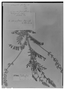 Astragalus oblongifolius image