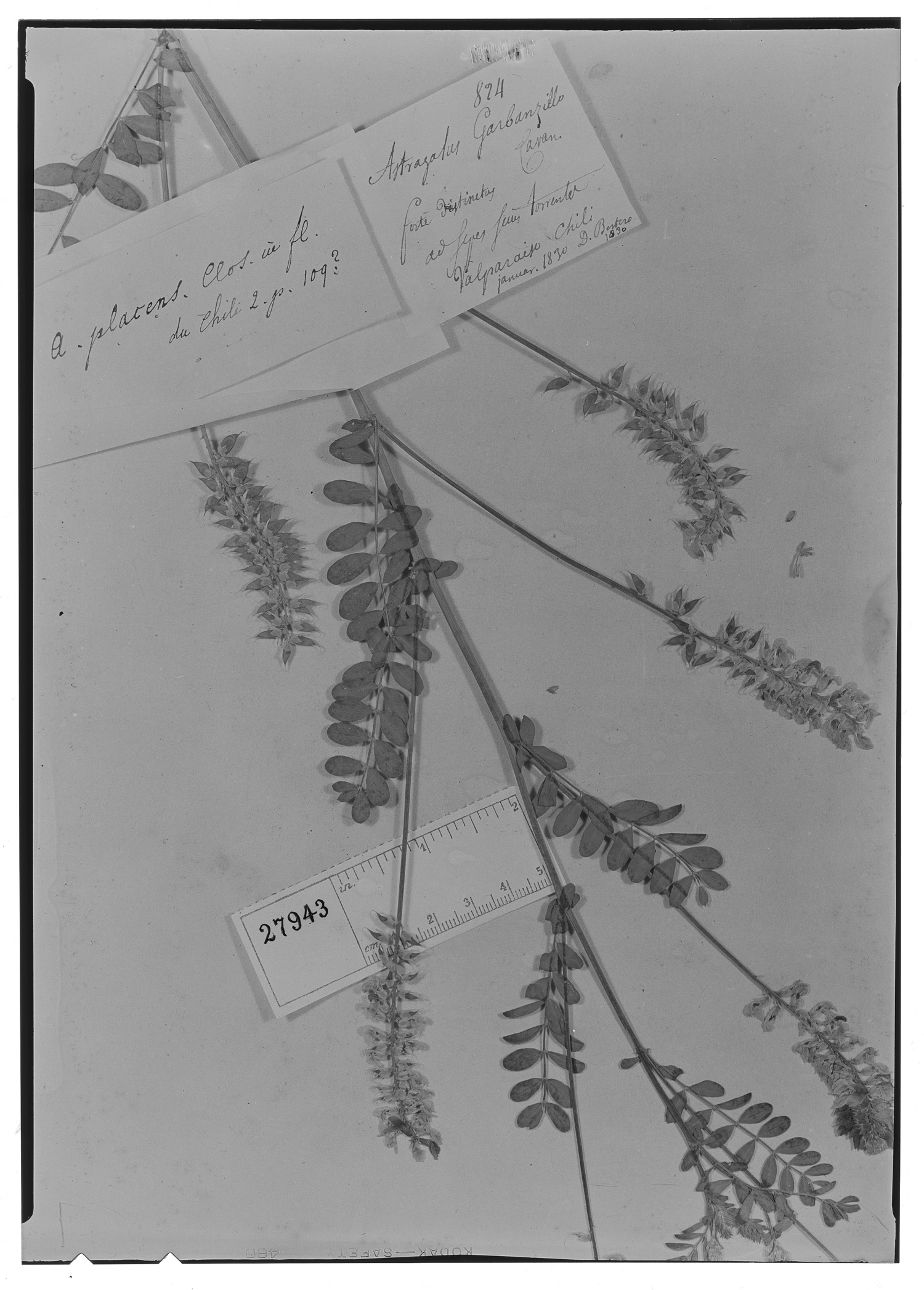 Astragalus placens image