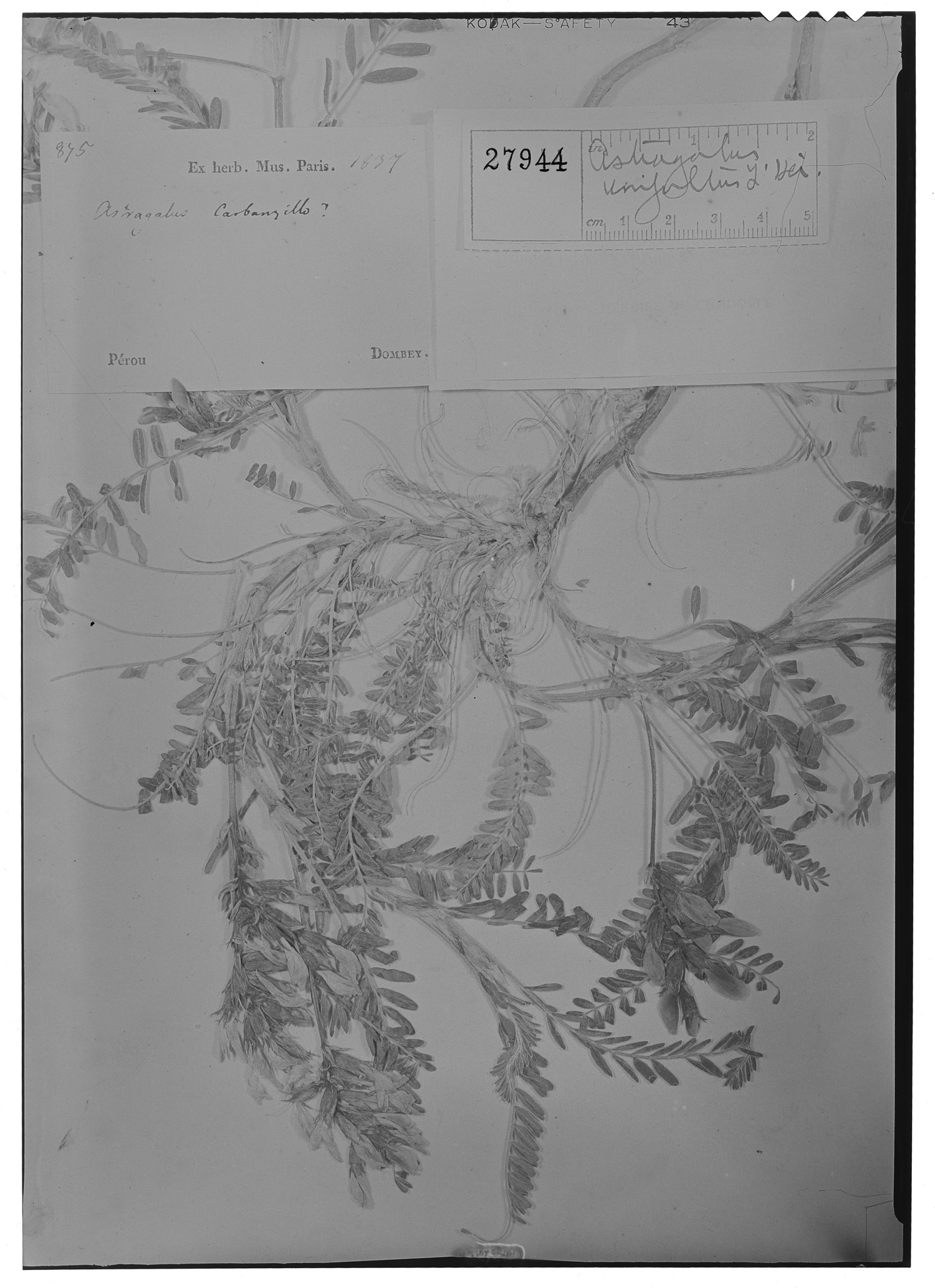 Astragalus unifultus image
