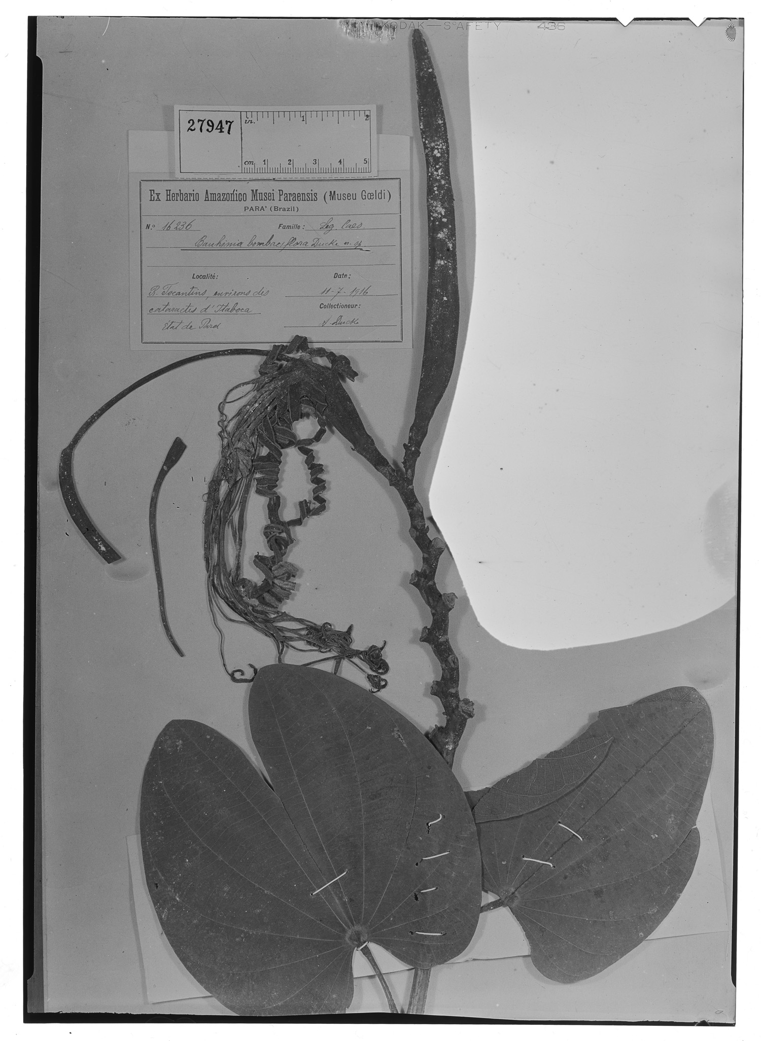 Bauhinia bombaciflora image