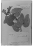 Bauhinia hymenaeifolia image