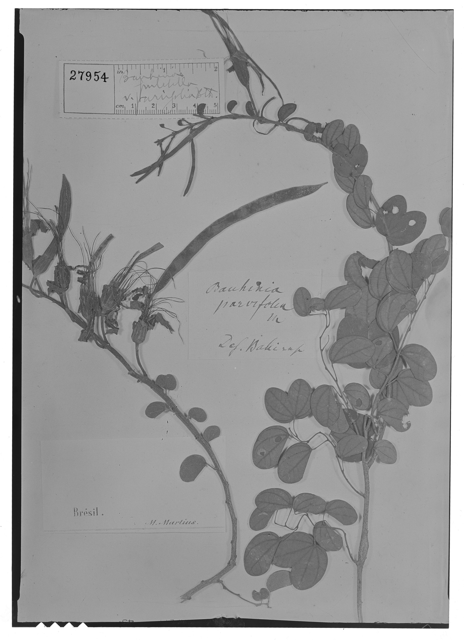 Bauhinia pulchella var. parvifolia image