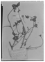 Caesalpinia coulterioides image