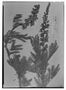 Caesalpinia rubicunda var. hauthalii image