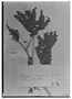 Caesalpinia floribunda image