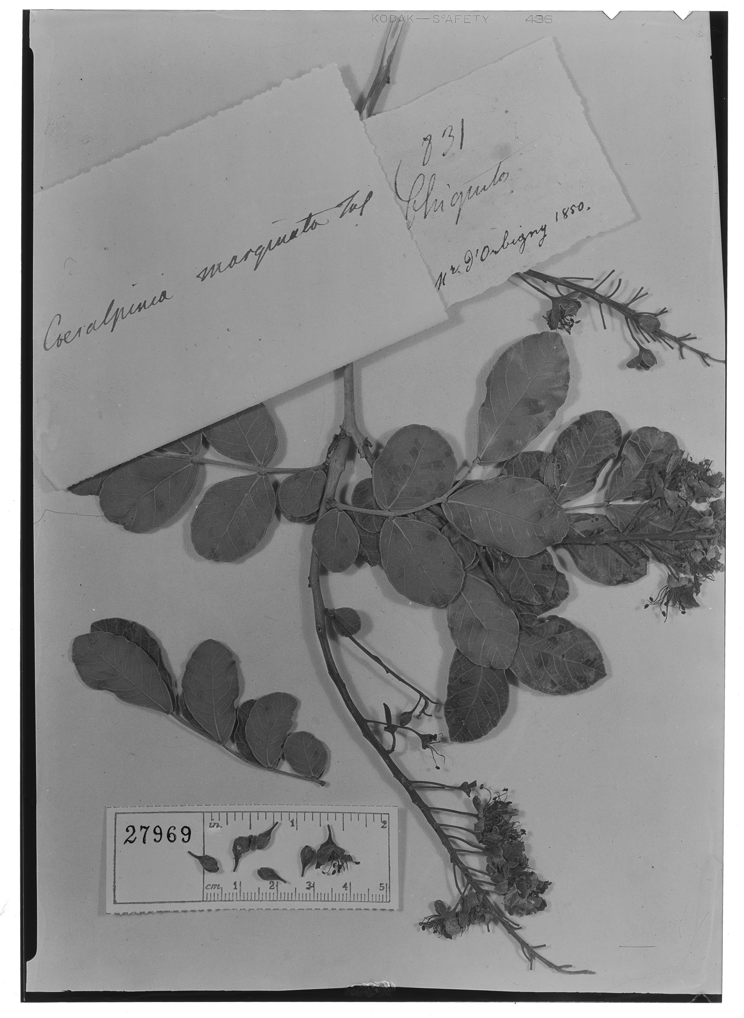 Caesalpinia marginata image
