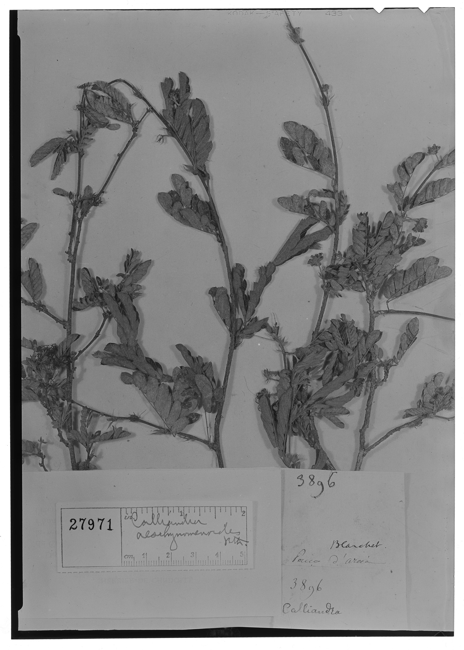 Calliandra aeschynomenoides image