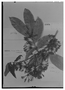 Calliandra fasciculata var. bracteosa image