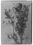 Cascaronia astragalina image