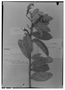 Camptosema pedicellatum image