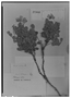 Cassia andina image