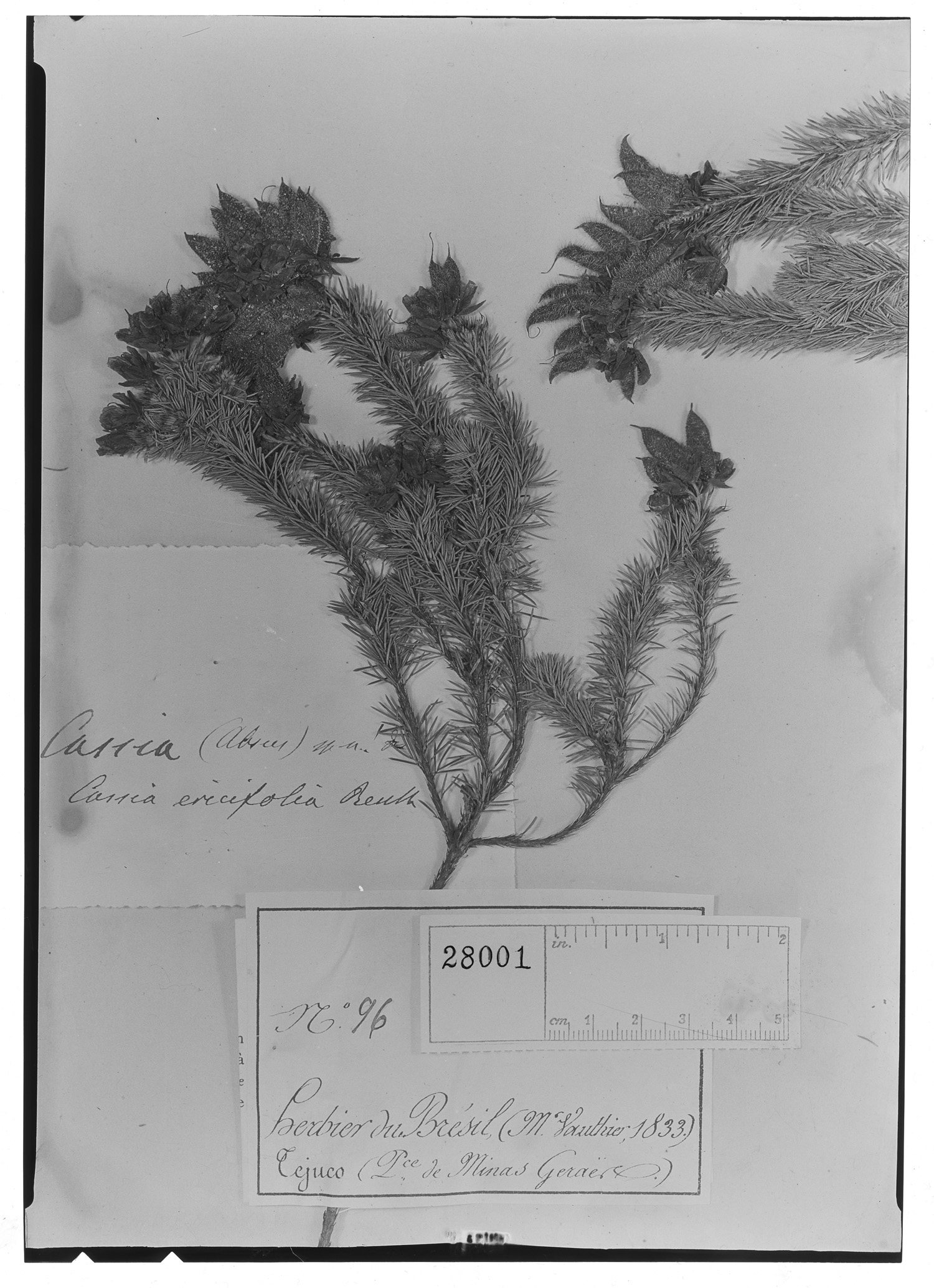 Chamaecrista ericifolia image