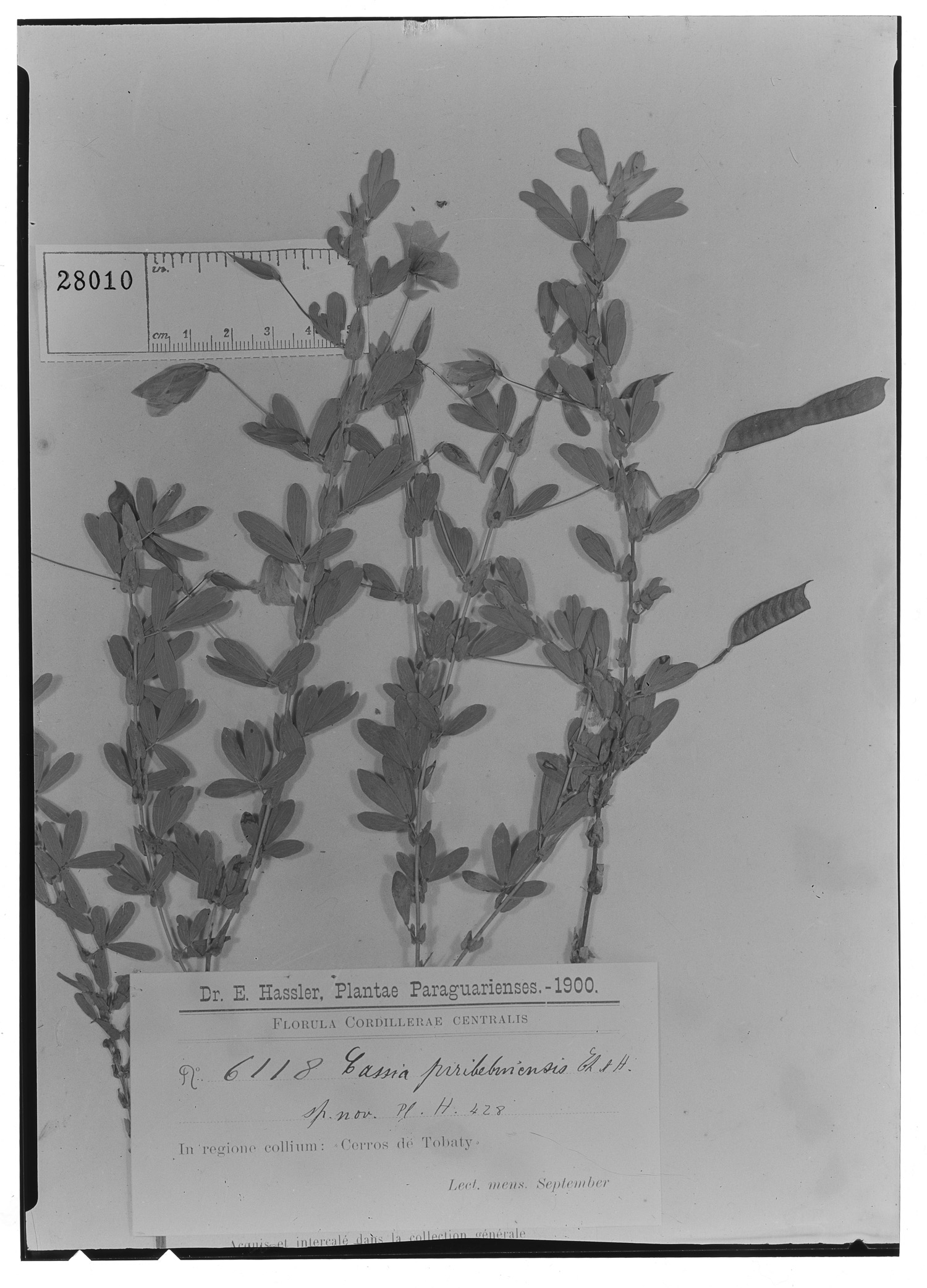 Chamaecrista desvauxii var. pirebebuiensis image