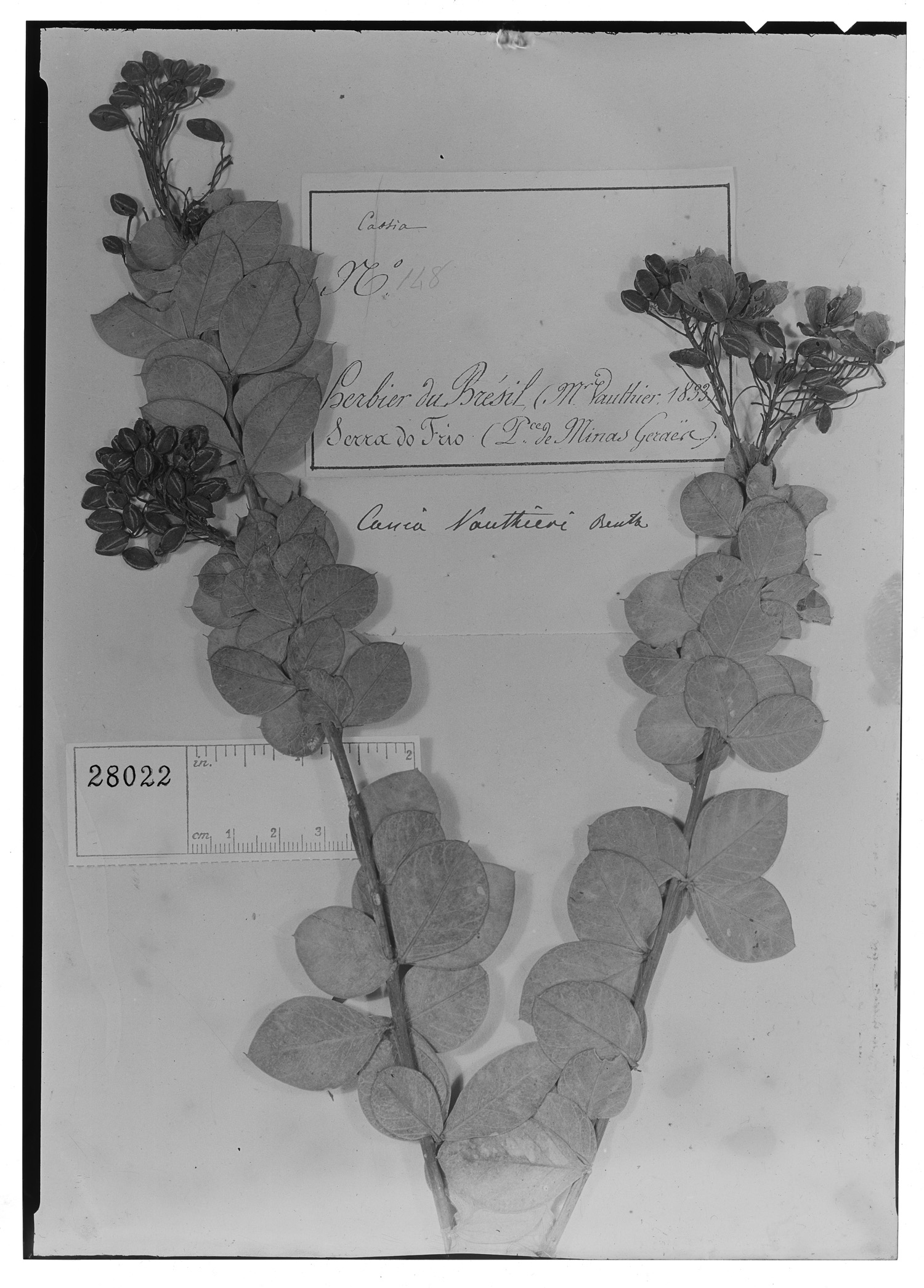 Chamaecrista vauthieri image