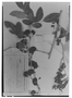 Dalbergia foliosa image