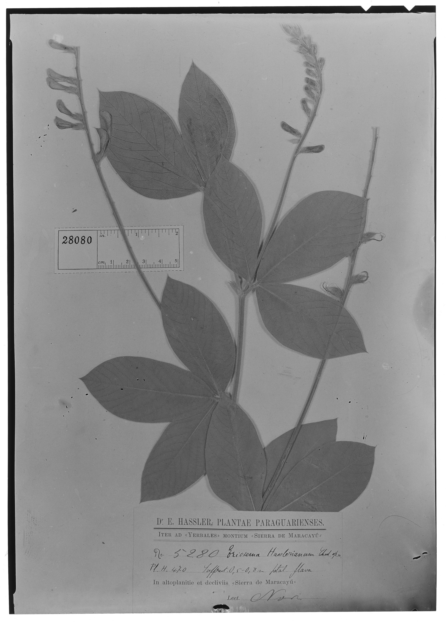 Eriosema hasslerianum image
