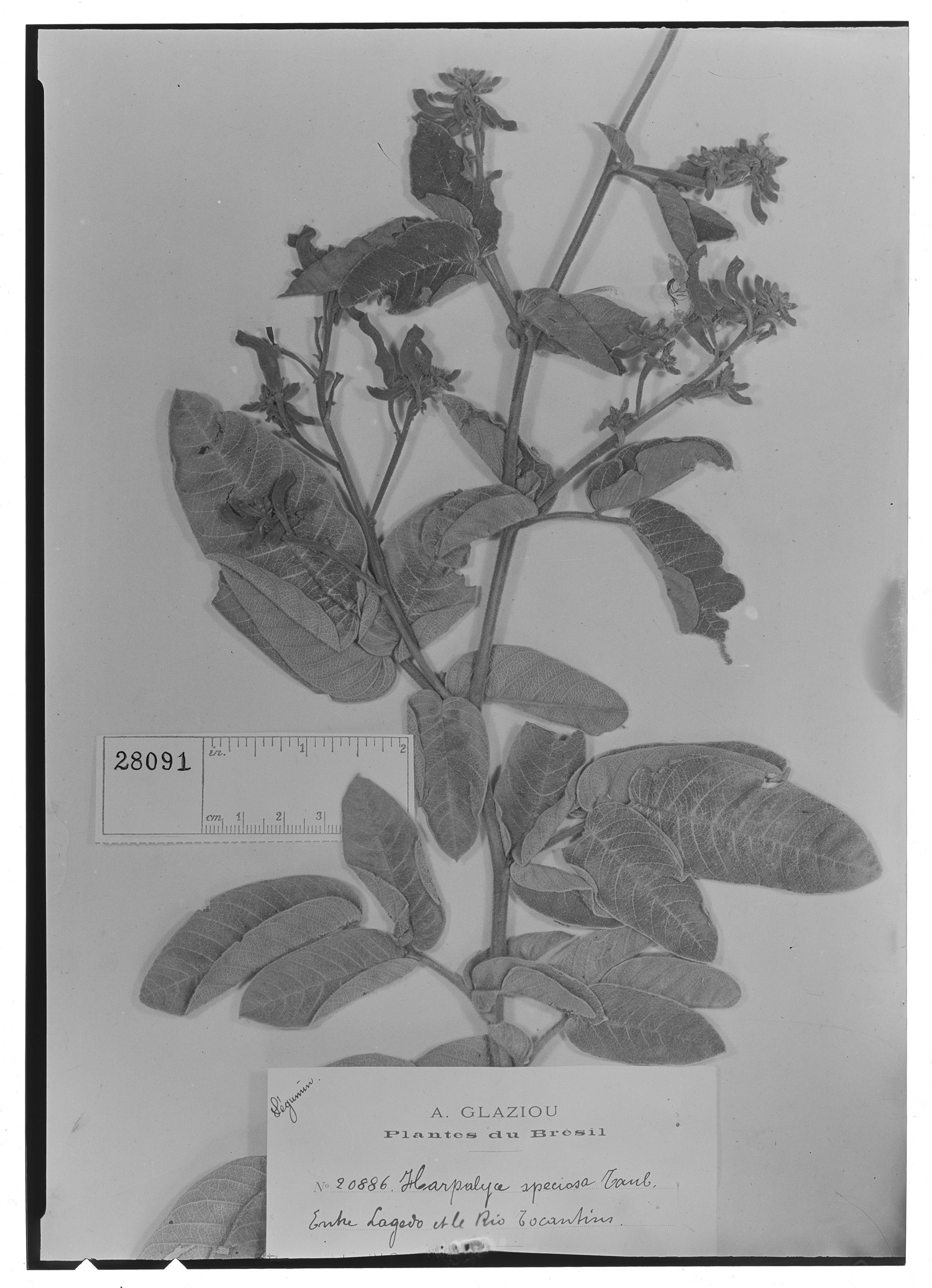 Harpalyce hilariana var. speciosa image