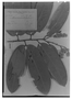Hymenaea palustris image