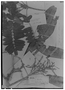 Hymenolobium pulcherrimum image