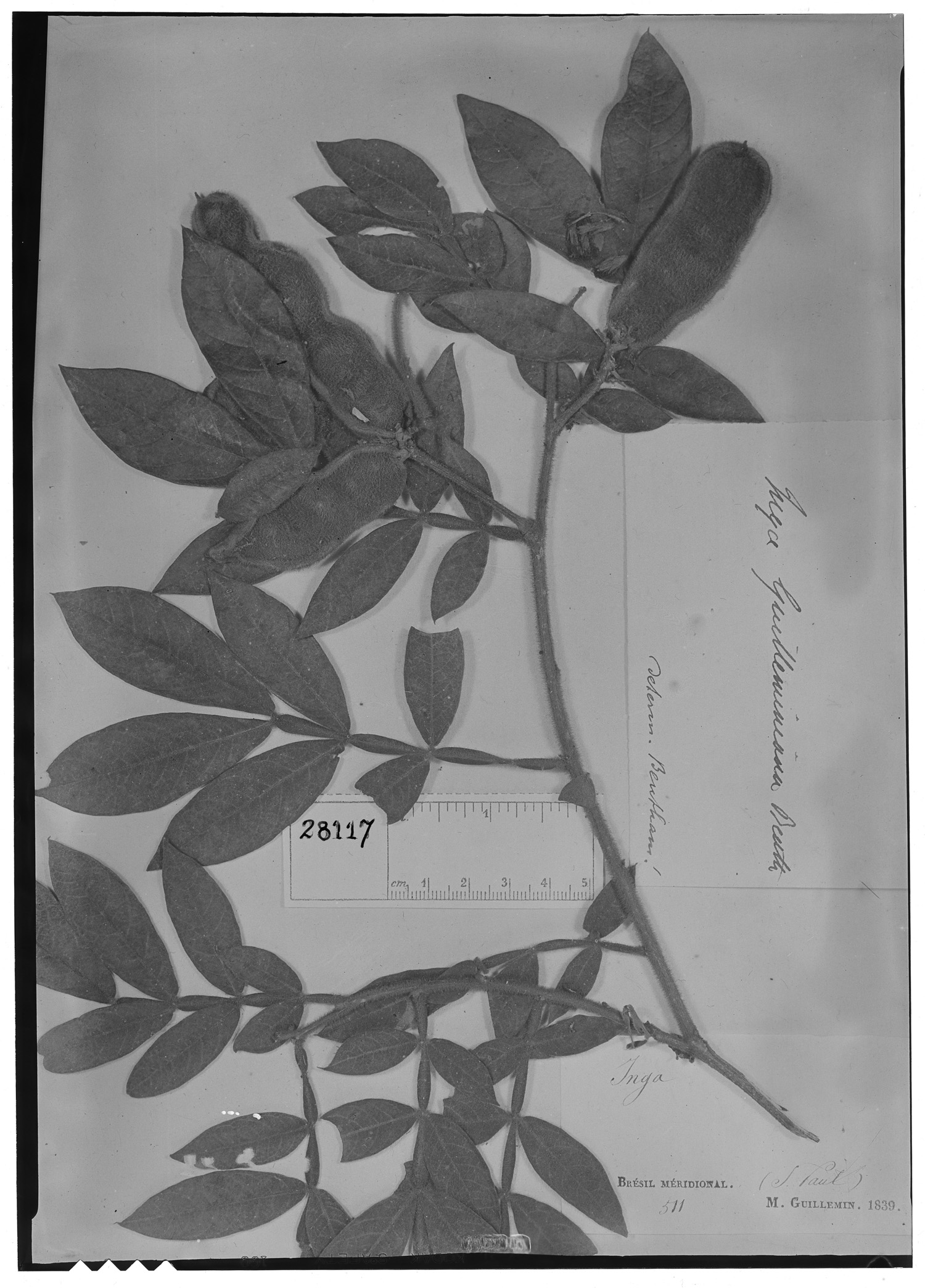 Inga guilleminiana image