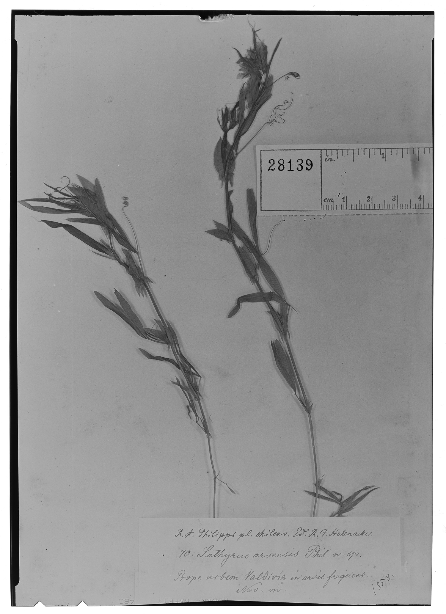 Lathyrus arvensis image