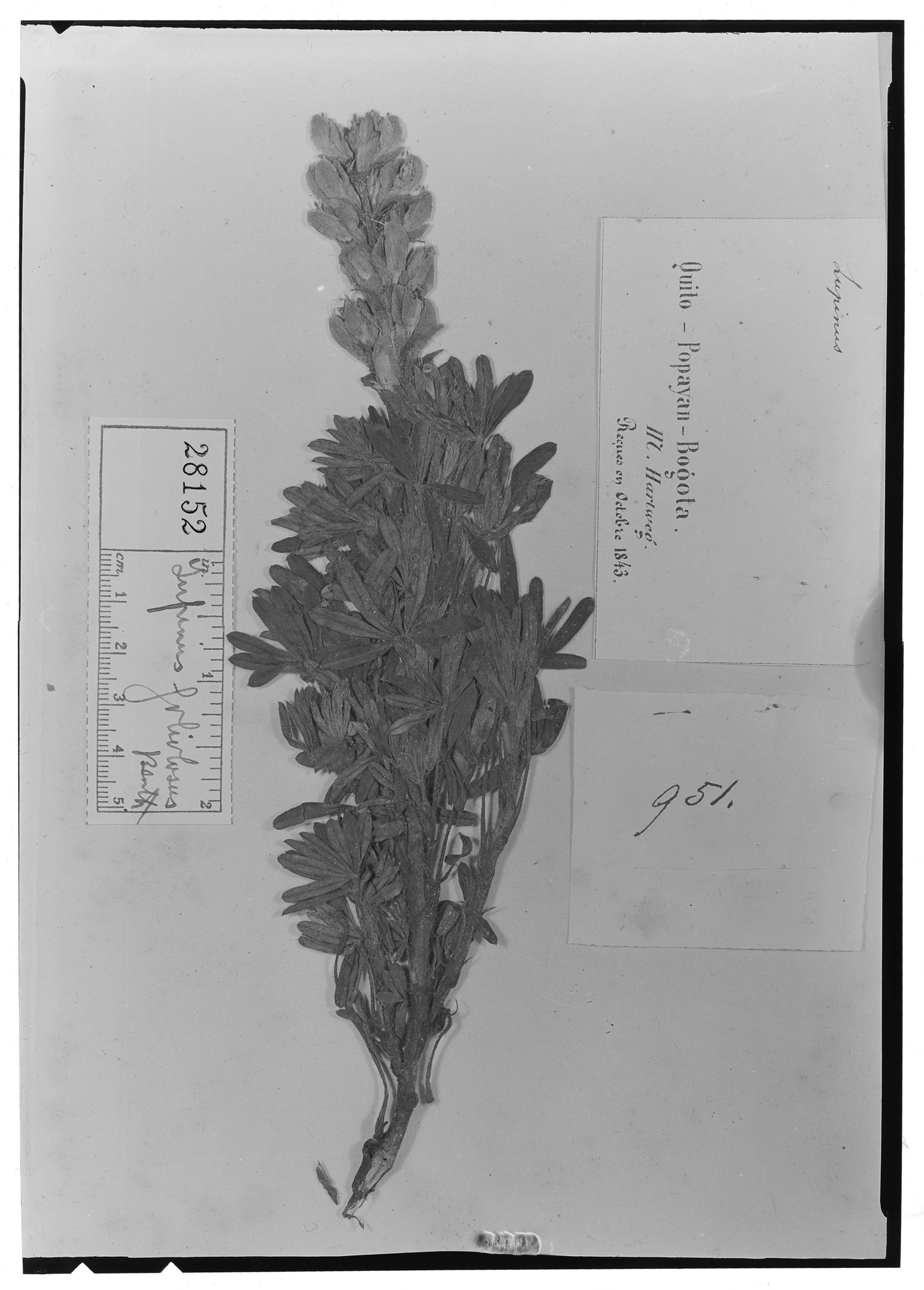 Lupinus foliolosus image