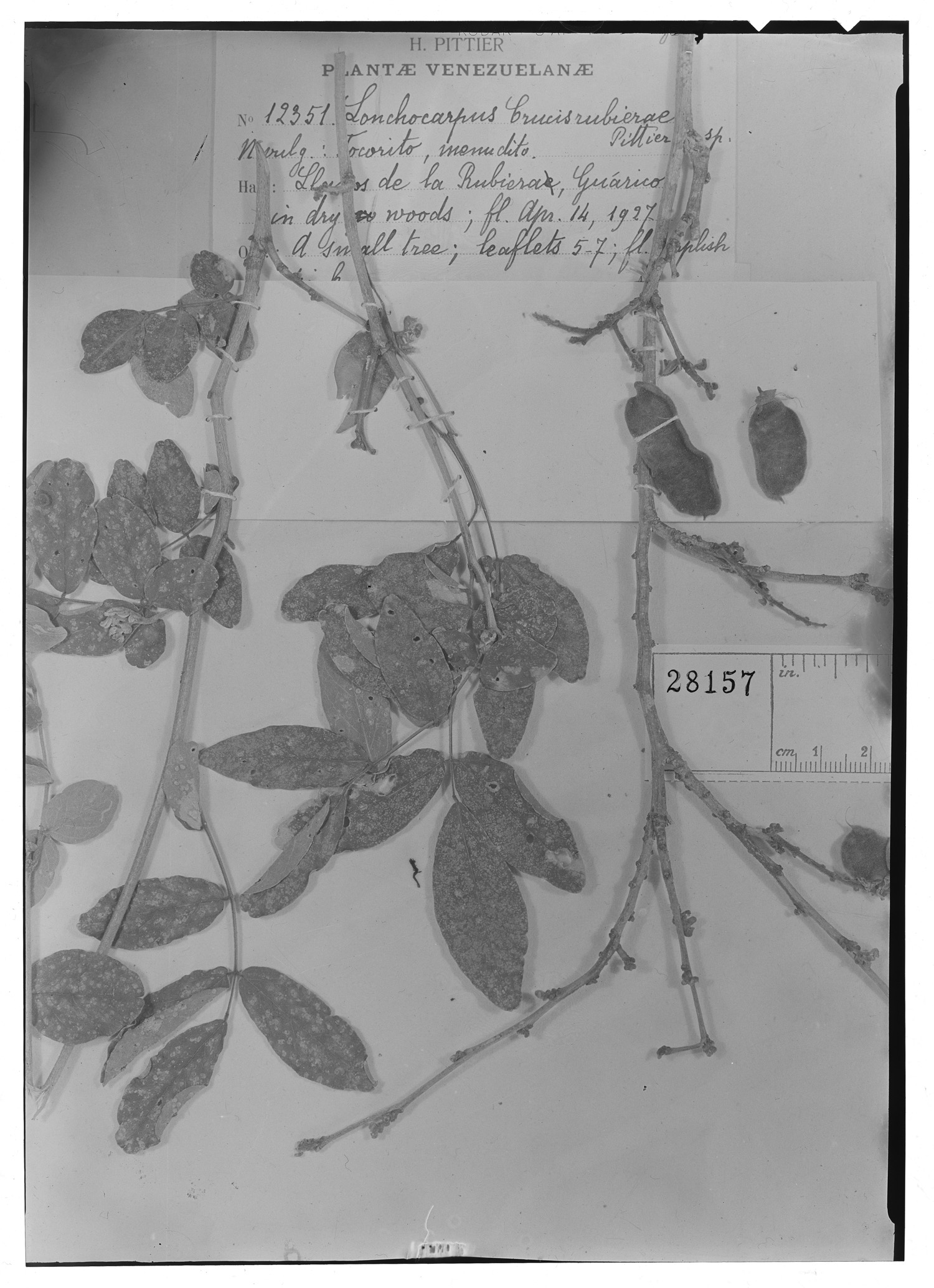 Lonchocarpus crucisrubierae image