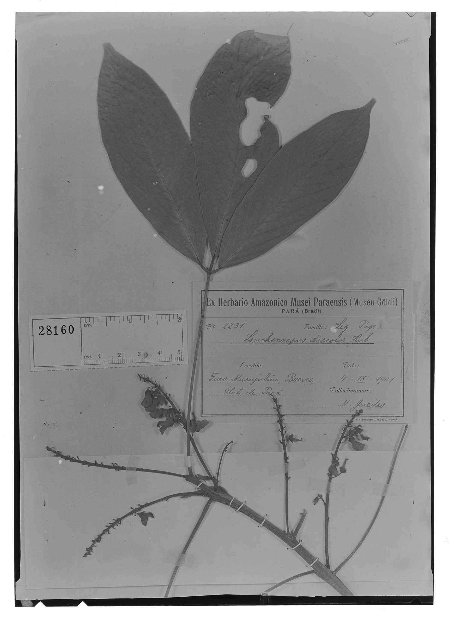 Derris latifolia image