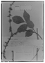 Lonchocarpus floribundus image