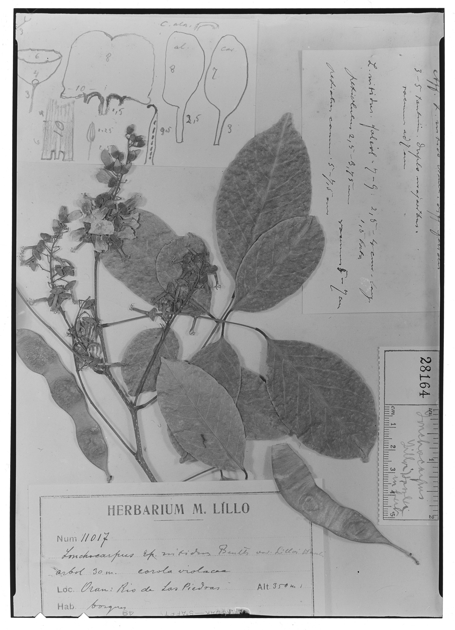 Lonchocarpus lilloi image