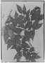 Macrolobium campestre var. arboreum image