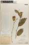 Passiflora riparia image