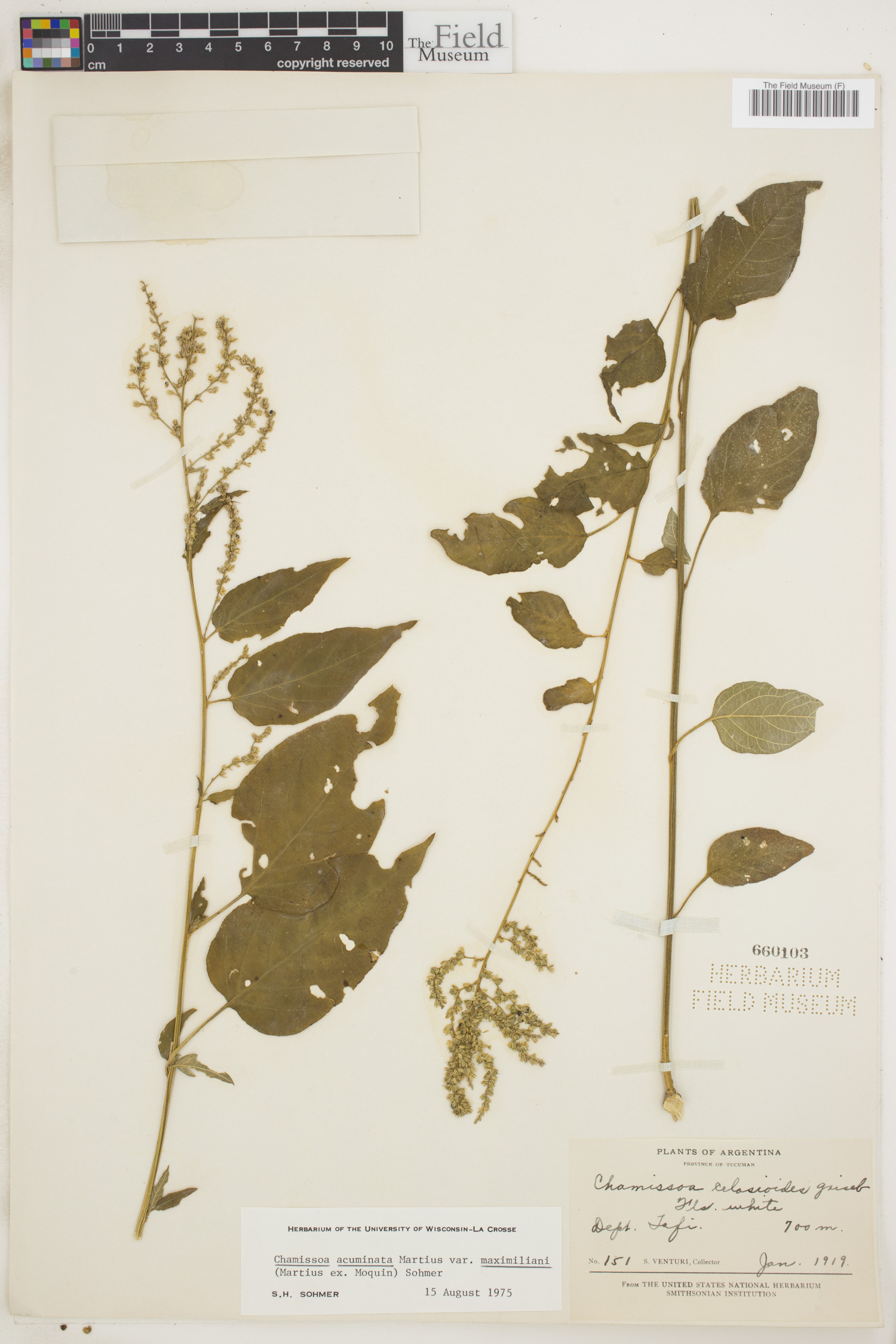 Chamissoa acuminata var. maximiliani image