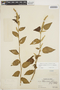 Chamissoa acuminata var. swansonii image
