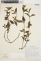 Cyathula achyranthoides image