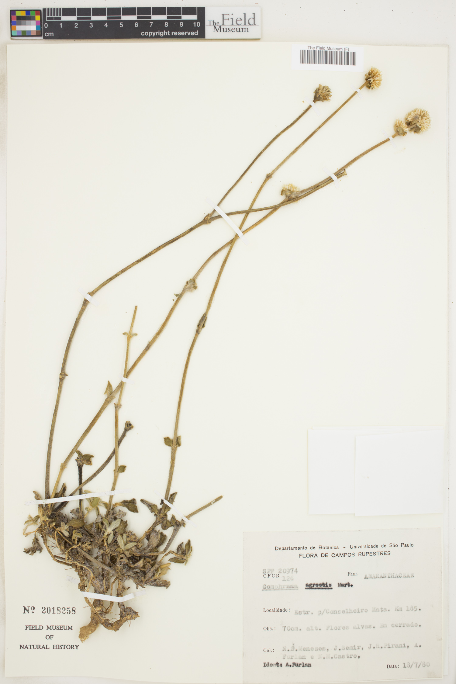 Gomphrena agrestis