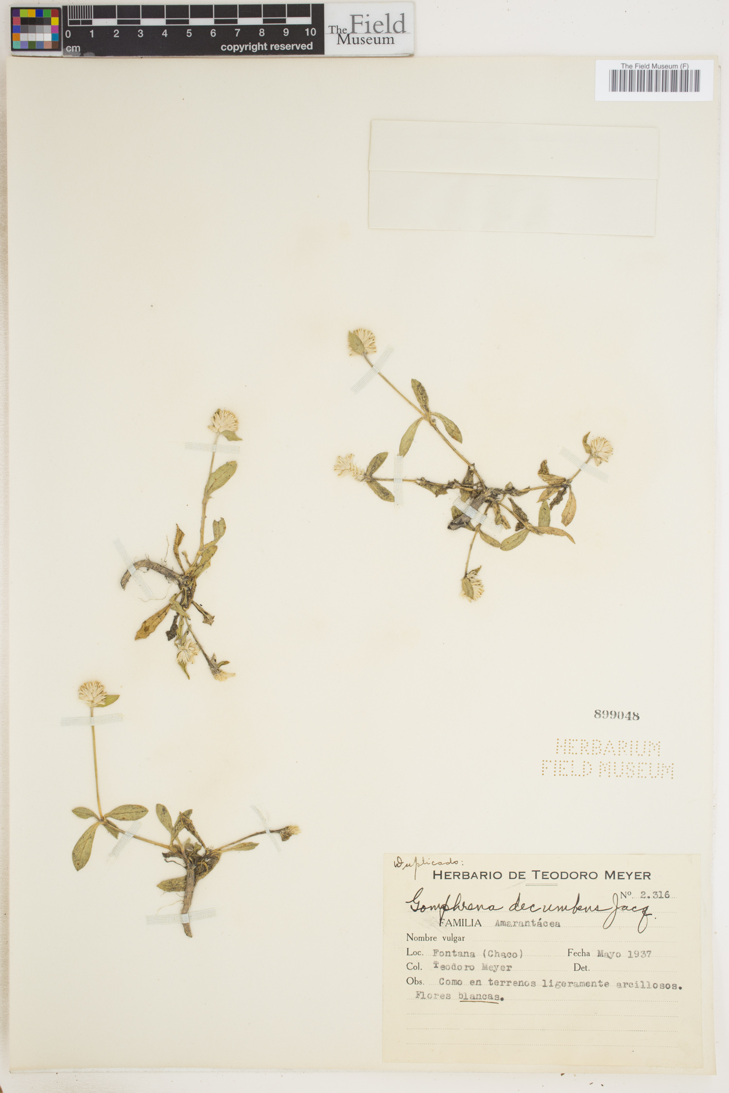 Gomphrena decumbens image