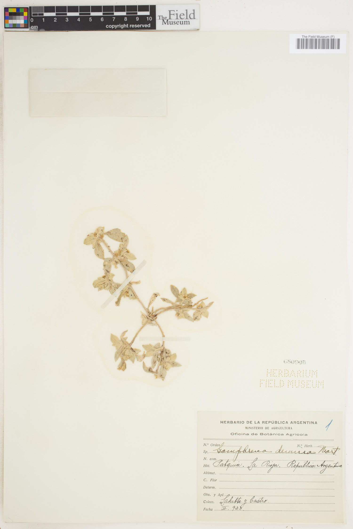 Gomphrena demissa image