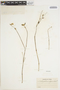 Gomphrena elegans image