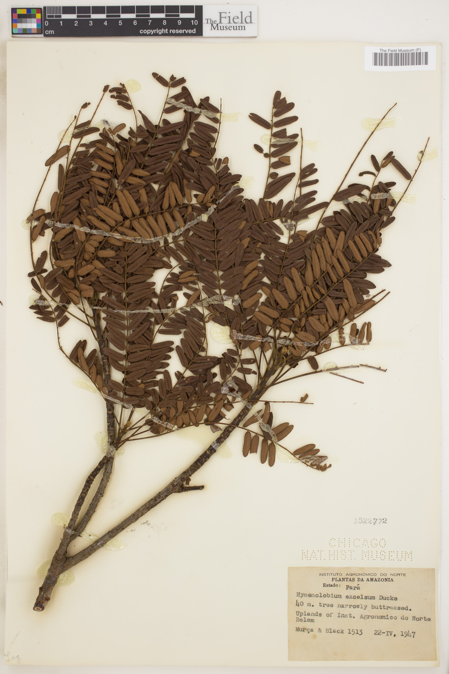 Hymenolobium excelsum image